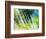 Evergreen No. 6-Sven Pfrommer-Framed Photographic Print