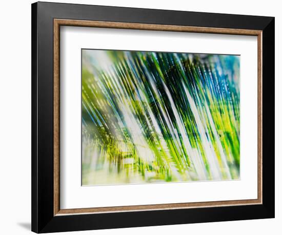 Evergreen No. 6-Sven Pfrommer-Framed Photographic Print