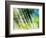 Evergreen No. 6-Sven Pfrommer-Framed Photographic Print