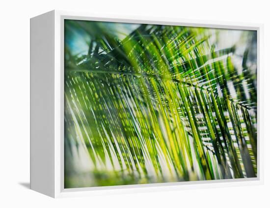 Evergreen No. 8-Sven Pfrommer-Framed Premier Image Canvas