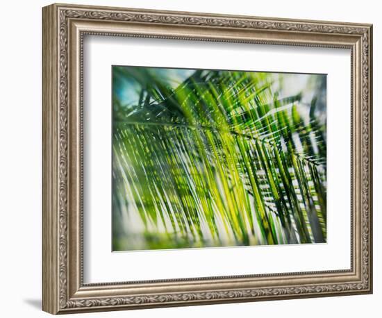 Evergreen No. 8-Sven Pfrommer-Framed Photographic Print