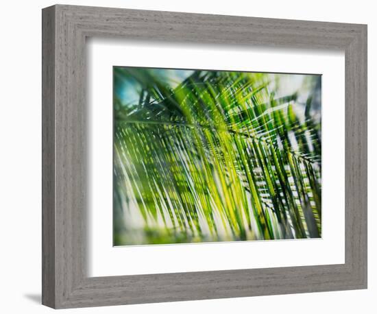 Evergreen No. 8-Sven Pfrommer-Framed Photographic Print