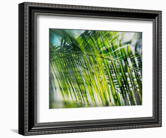 Evergreen No. 8-Sven Pfrommer-Framed Photographic Print