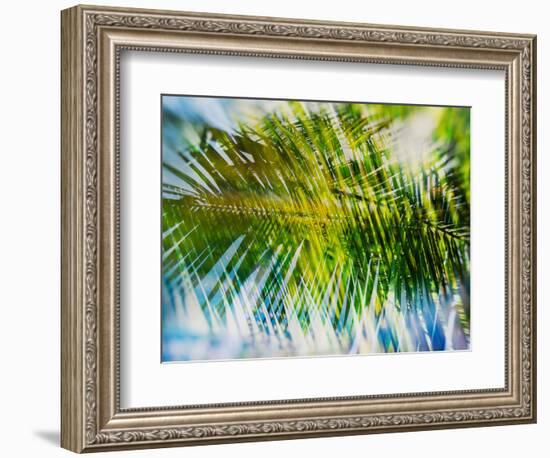 Evergreen No. 9-Sven Pfrommer-Framed Photographic Print