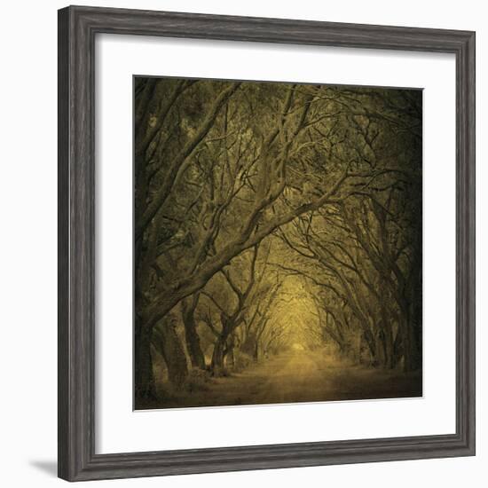 Evergreen Oak Alley (vertical view)-William Guion-Framed Giclee Print