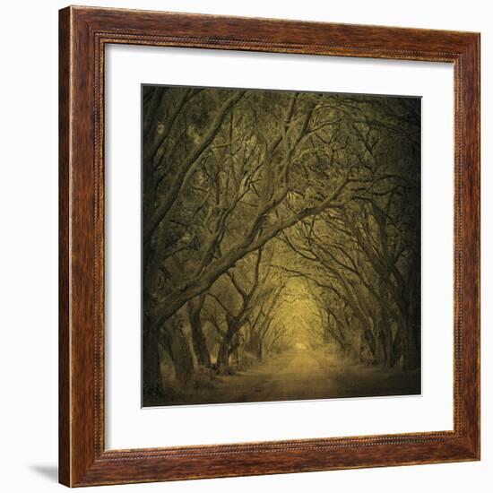 Evergreen Oak Alley (vertical view)-William Guion-Framed Giclee Print