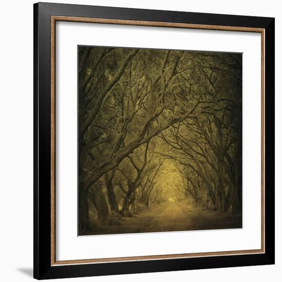 Evergreen Oak Alley (vertical view)-William Guion-Framed Giclee Print