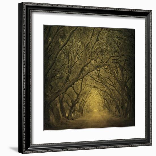 Evergreen Oak Alley (vertical view)-William Guion-Framed Giclee Print