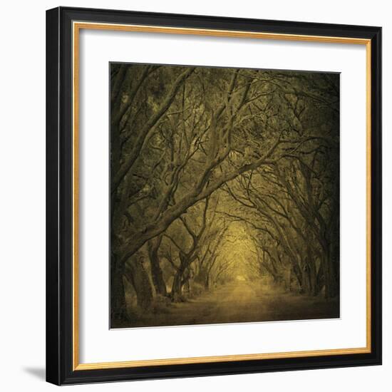 Evergreen Oak Alley (vertical view)-William Guion-Framed Giclee Print