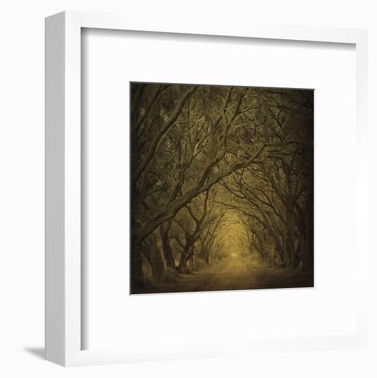 Evergreen Oak Alley (vertical view)-William Guion-Framed Art Print