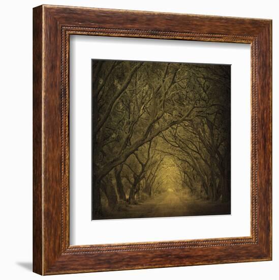 Evergreen Oak Alley (vertical view)-William Guion-Framed Art Print