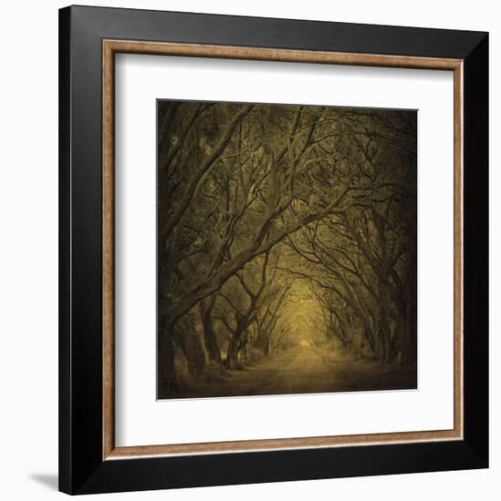 Evergreen Oak Alley (vertical view)-William Guion-Framed Art Print