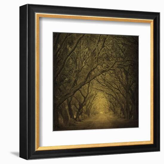 Evergreen Oak Alley (vertical view)-William Guion-Framed Art Print