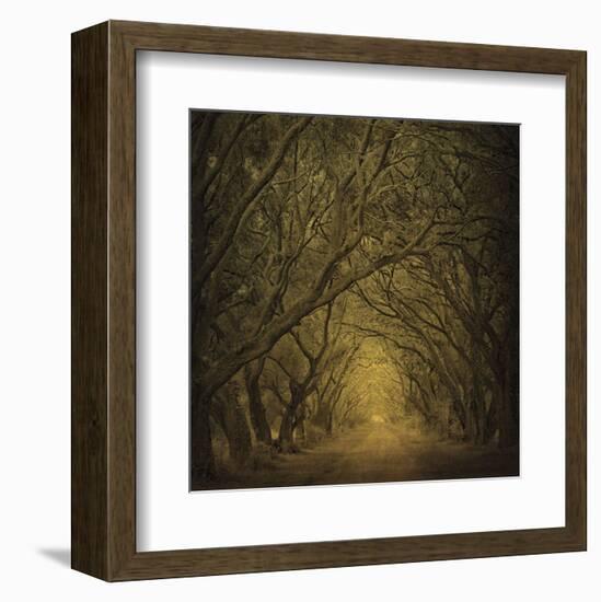 Evergreen Oak Alley (vertical view)-William Guion-Framed Art Print