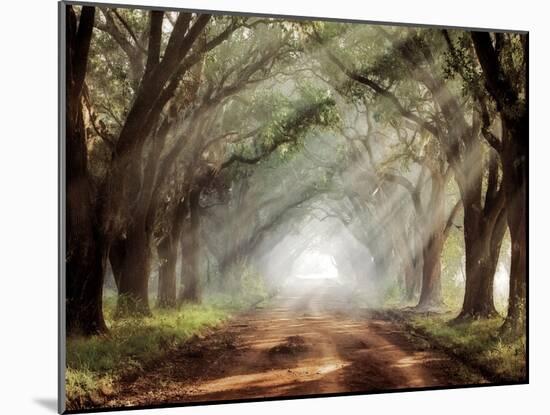 Evergreen Plantation-Mike Jones-Mounted Photographic Print