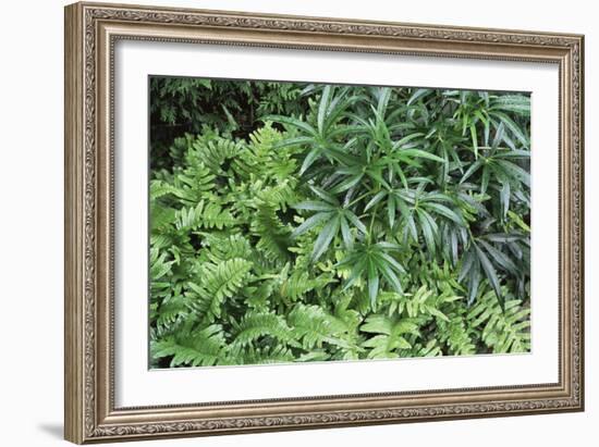 Evergreen Plants-Archie Young-Framed Photographic Print