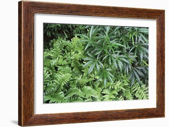 Evergreen Plants-Archie Young-Framed Photographic Print