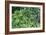 Evergreen Plants-Archie Young-Framed Photographic Print