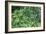 Evergreen Plants-Archie Young-Framed Photographic Print