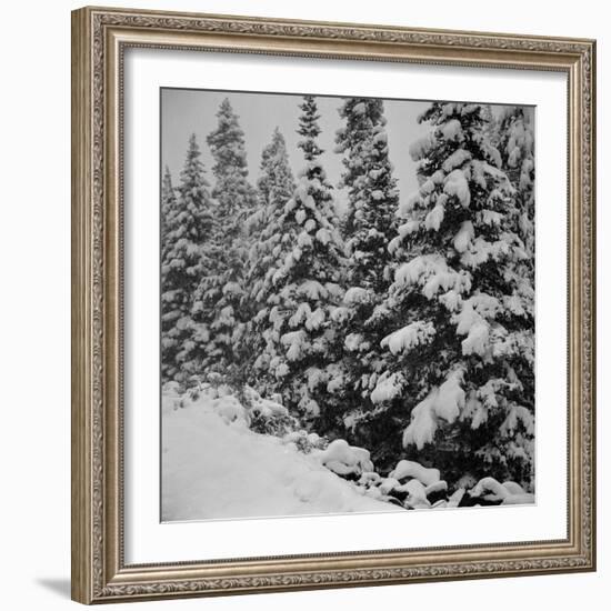 Evergreen Trees after early Fall Blizzard on Independence Pass, Colorado, 1941-Marion Post Wolcott-Framed Photographic Print