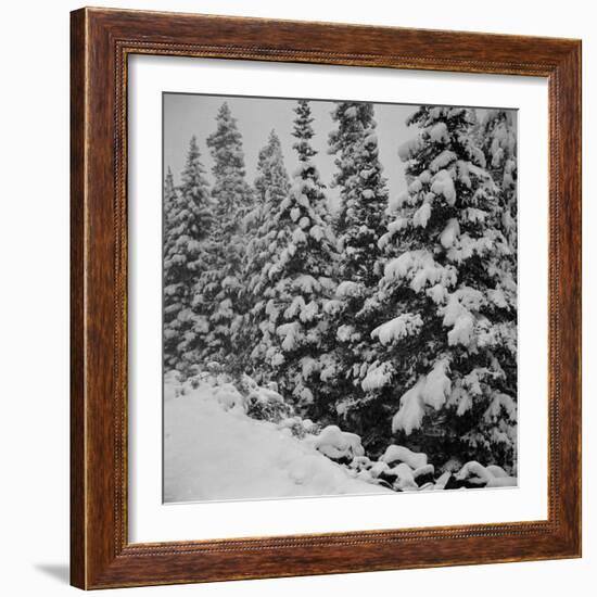 Evergreen Trees after early Fall Blizzard on Independence Pass, Colorado, 1941-Marion Post Wolcott-Framed Photographic Print