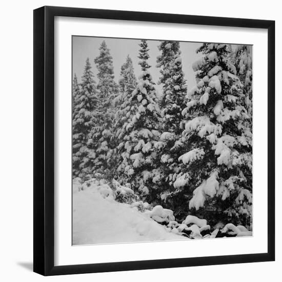 Evergreen Trees after early Fall Blizzard on Independence Pass, Colorado, 1941-Marion Post Wolcott-Framed Photographic Print