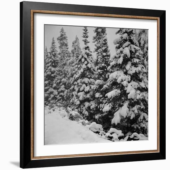 Evergreen Trees after early Fall Blizzard on Independence Pass, Colorado, 1941-Marion Post Wolcott-Framed Photographic Print