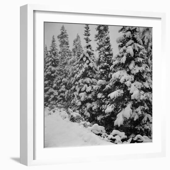 Evergreen Trees after early Fall Blizzard on Independence Pass, Colorado, 1941-Marion Post Wolcott-Framed Photographic Print