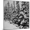 Evergreen Trees after early Fall Blizzard on Independence Pass, Colorado, 1941-Marion Post Wolcott-Mounted Photographic Print