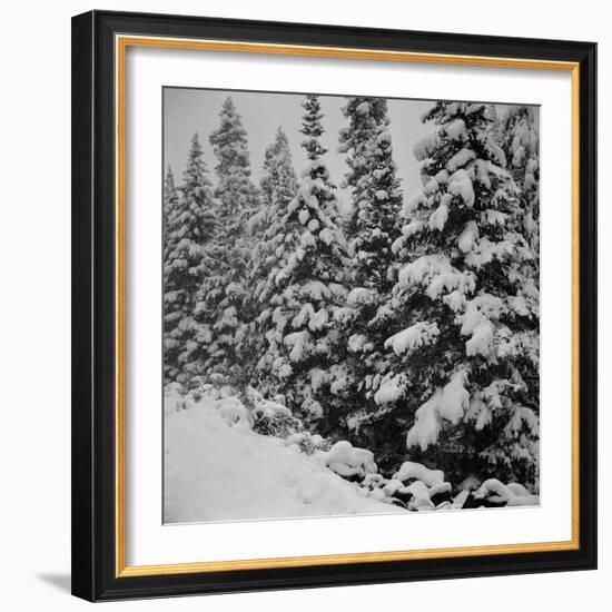 Evergreen Trees after early Fall Blizzard on Independence Pass, Colorado, 1941-Marion Post Wolcott-Framed Photographic Print