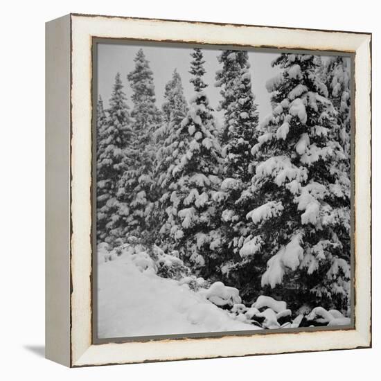 Evergreen Trees after early Fall Blizzard on Independence Pass, Colorado, 1941-Marion Post Wolcott-Framed Premier Image Canvas