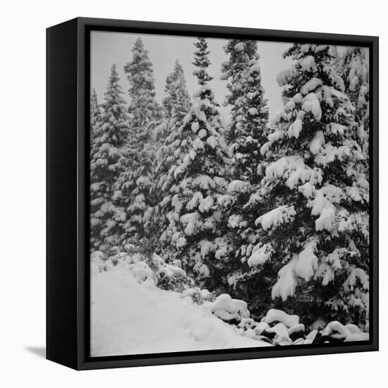Evergreen Trees after early Fall Blizzard on Independence Pass, Colorado, 1941-Marion Post Wolcott-Framed Premier Image Canvas