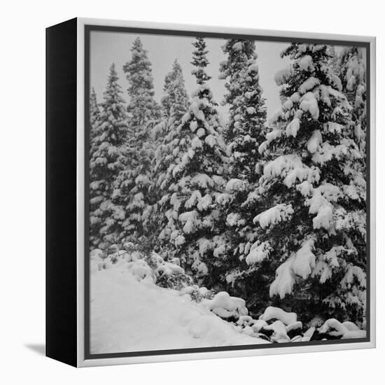 Evergreen Trees after early Fall Blizzard on Independence Pass, Colorado, 1941-Marion Post Wolcott-Framed Premier Image Canvas