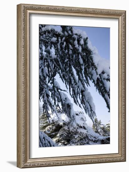 Evergreen Trees Covered in Snow-Benedict Luxmoore-Framed Photographic Print