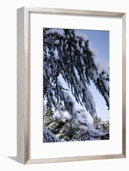 Evergreen Trees Covered in Snow-Benedict Luxmoore-Framed Photographic Print