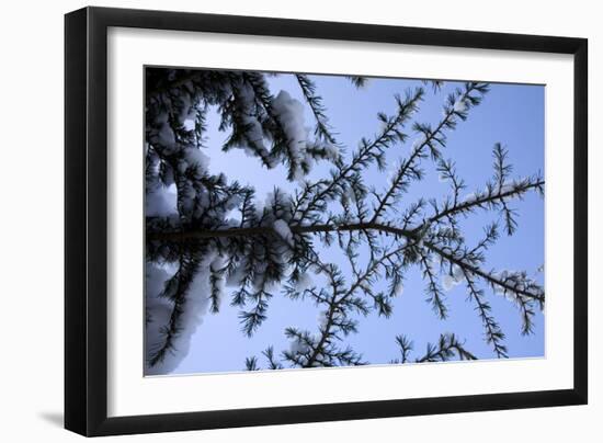 Evergreen Trees in Snow-Benedict Luxmoore-Framed Photographic Print