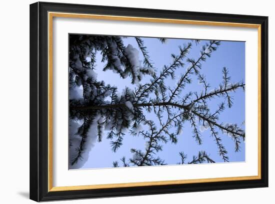 Evergreen Trees in Snow-Benedict Luxmoore-Framed Photographic Print