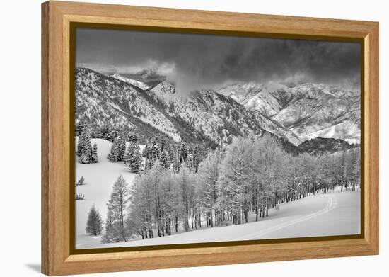 Evergreens and Aspen Trees in a Snow Storm Near Gobbler's Knob, Utah-Howie Garber-Framed Premier Image Canvas