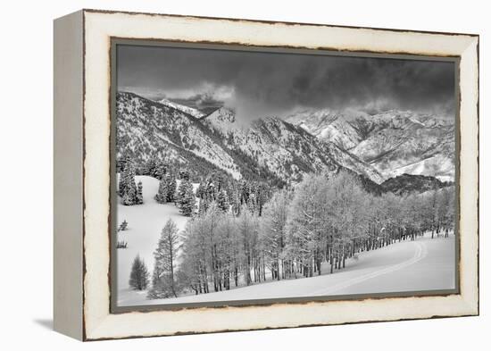 Evergreens and Aspen Trees in a Snow Storm Near Gobbler's Knob, Utah-Howie Garber-Framed Premier Image Canvas