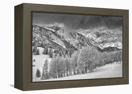 Evergreens and Aspen Trees in a Snow Storm Near Gobbler's Knob, Utah-Howie Garber-Framed Premier Image Canvas