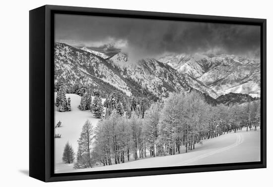 Evergreens and Aspen Trees in a Snow Storm Near Gobbler's Knob, Utah-Howie Garber-Framed Premier Image Canvas