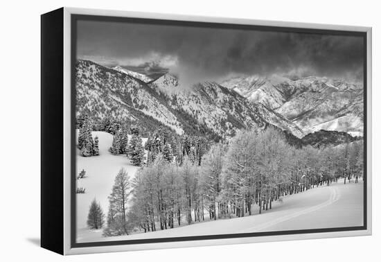 Evergreens and Aspen Trees in a Snow Storm Near Gobbler's Knob, Utah-Howie Garber-Framed Premier Image Canvas