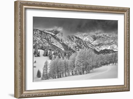 Evergreens and Aspen Trees in a Snow Storm Near Gobbler's Knob, Utah-Howie Garber-Framed Photographic Print