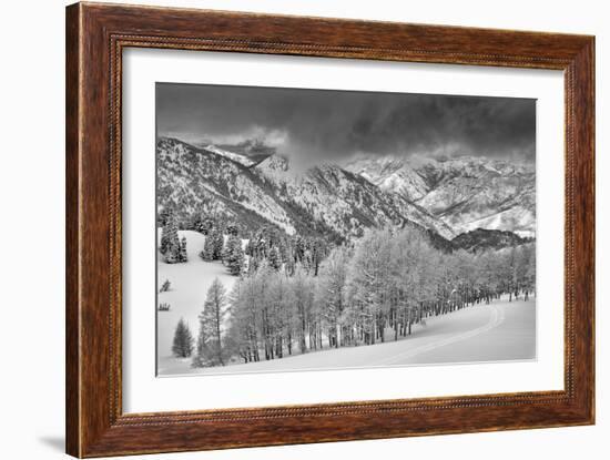 Evergreens and Aspen Trees in a Snow Storm Near Gobbler's Knob, Utah-Howie Garber-Framed Photographic Print