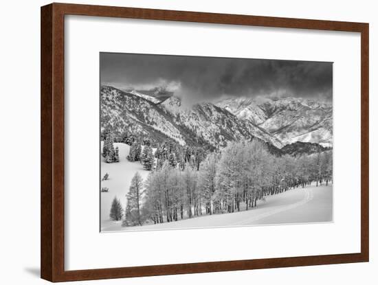 Evergreens and Aspen Trees in a Snow Storm Near Gobbler's Knob, Utah-Howie Garber-Framed Photographic Print