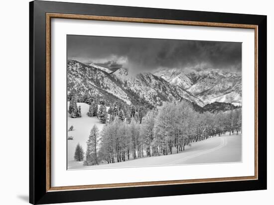 Evergreens and Aspen Trees in a Snow Storm Near Gobbler's Knob, Utah-Howie Garber-Framed Photographic Print