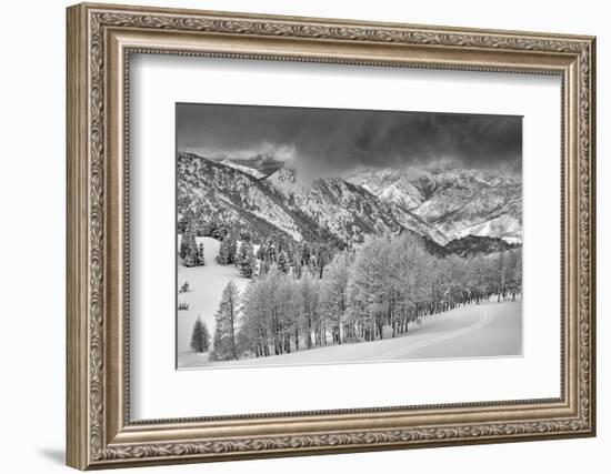 Evergreens and Aspen Trees in a Snow Storm Near Gobbler's Knob, Utah-Howie Garber-Framed Premium Photographic Print