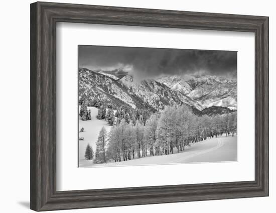 Evergreens and Aspen Trees in a Snow Storm Near Gobbler's Knob, Utah-Howie Garber-Framed Photographic Print
