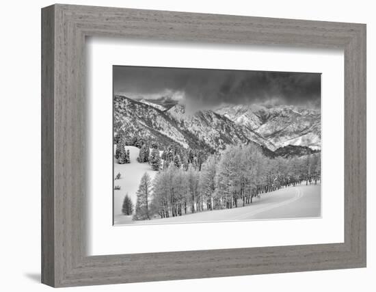 Evergreens and Aspen Trees in a Snow Storm Near Gobbler's Knob, Utah-Howie Garber-Framed Photographic Print