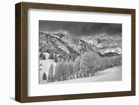 Evergreens and Aspen Trees in a Snow Storm Near Gobbler's Knob, Utah-Howie Garber-Framed Photographic Print